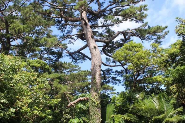 あしむりの郷のサムネイル